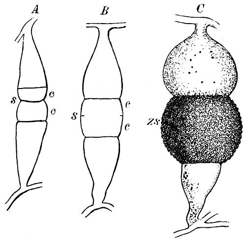 Cunninghamella bertholletiae